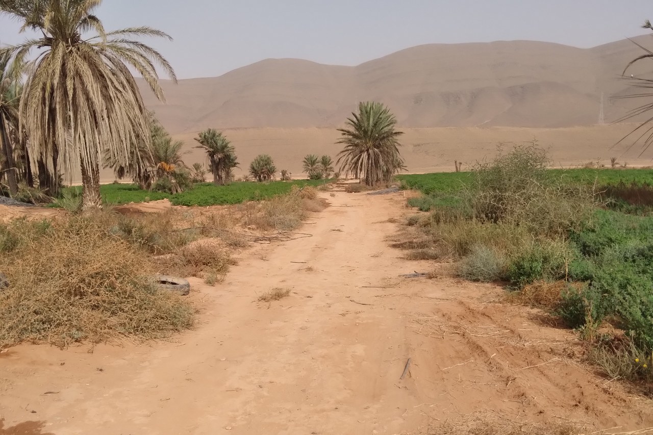 A view towards the mountains from a farm in Oasis Tighmert.